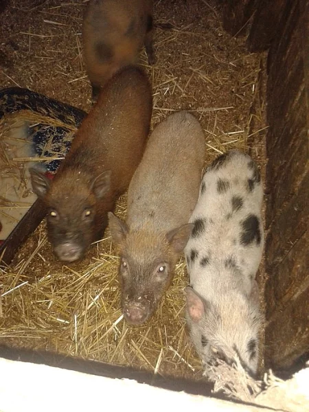 Prodám zakrslá prasátka